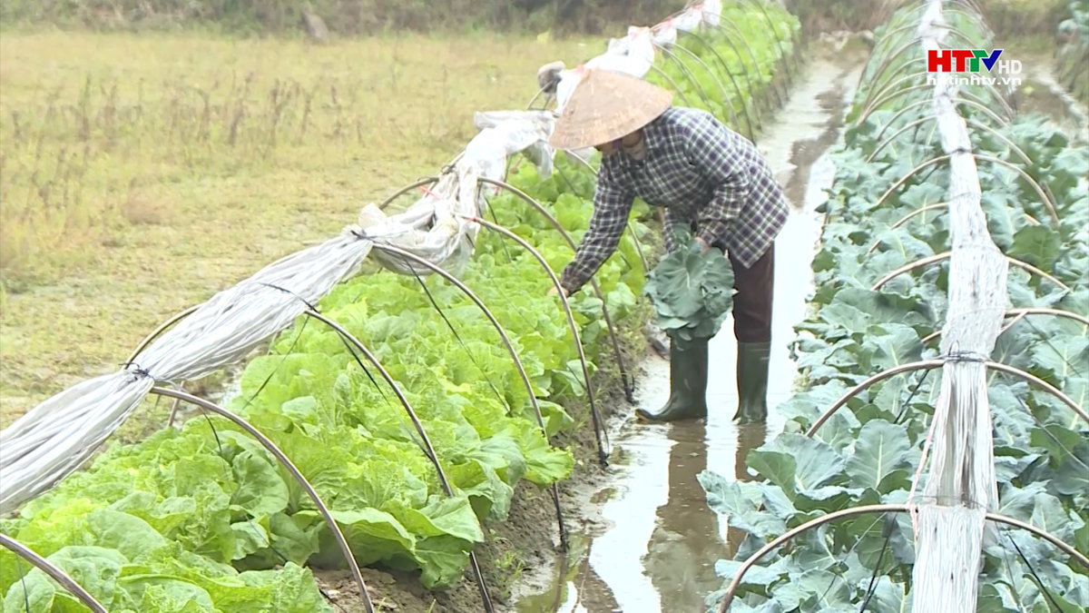 Làng rau tất bật vào vụ Tết