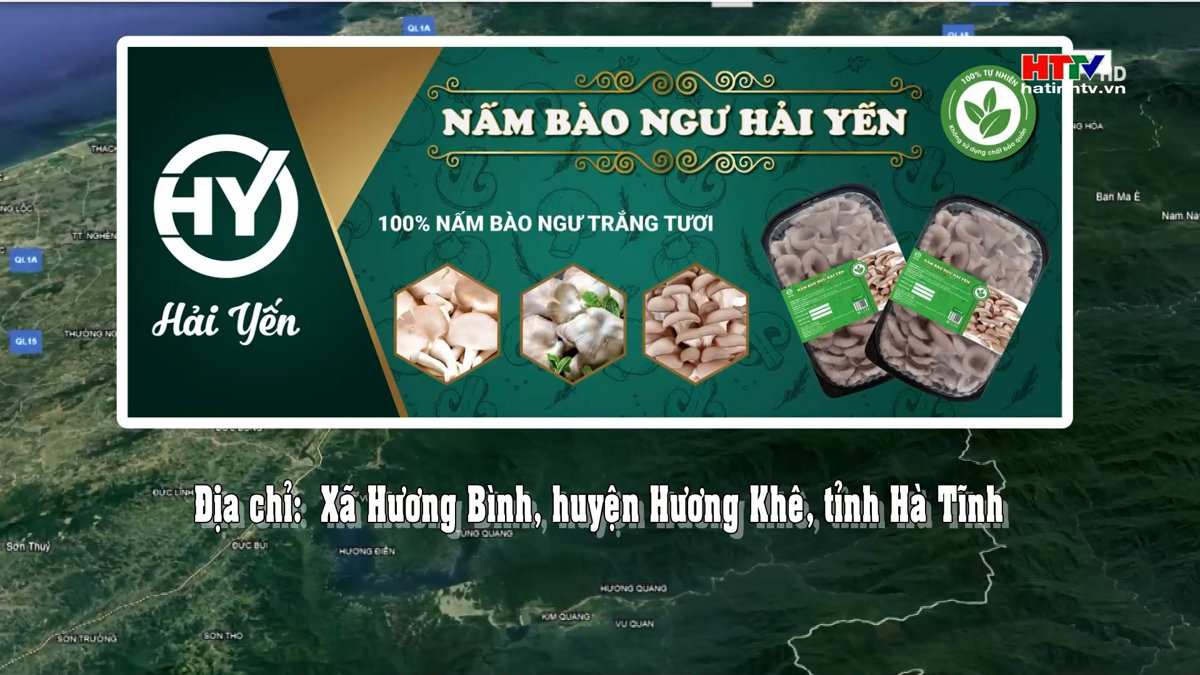 Nấm bào ngư Hải Yến