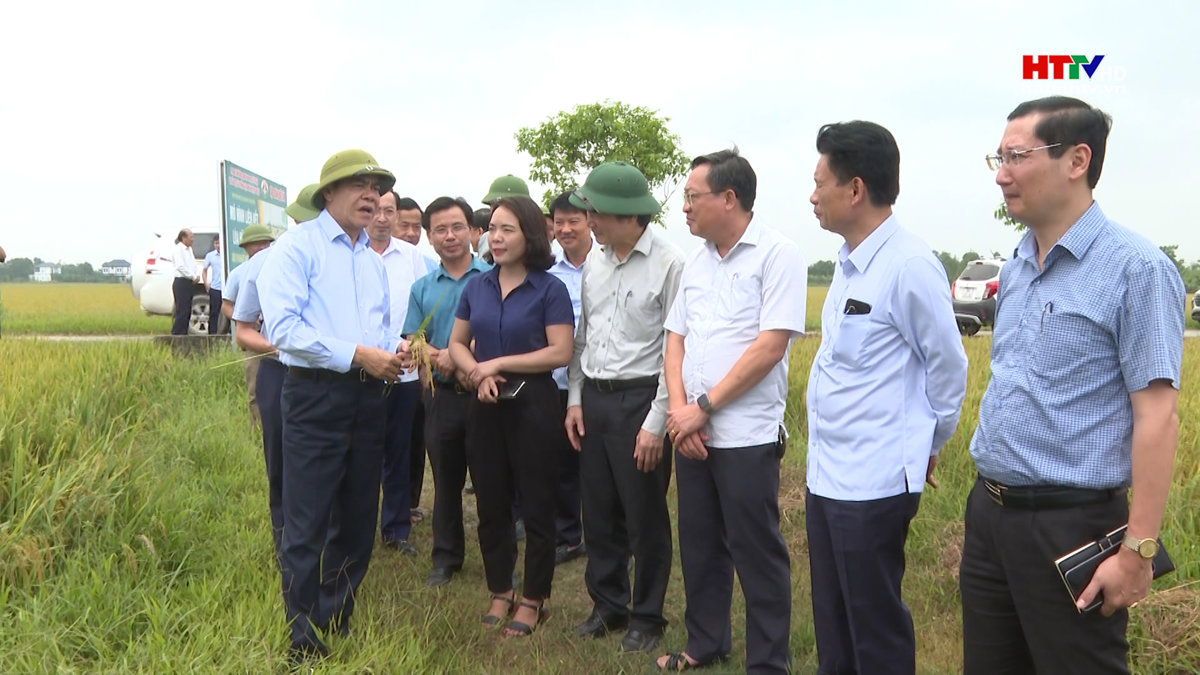 Chủ tịch UBND tỉnh yêu cầu các địa phương chủ động thu hoạch lúa vụ xuân