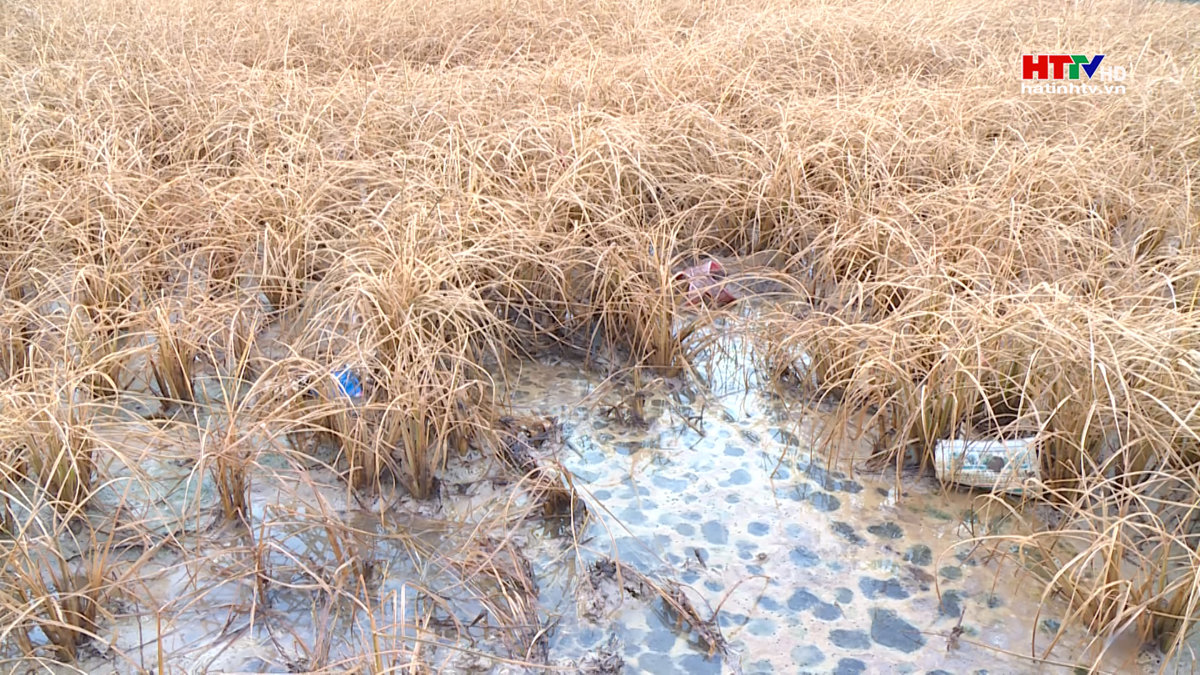 Can Lộc: Rò rỉ dầu làm thiệt hại gần 2 héc ta lúa