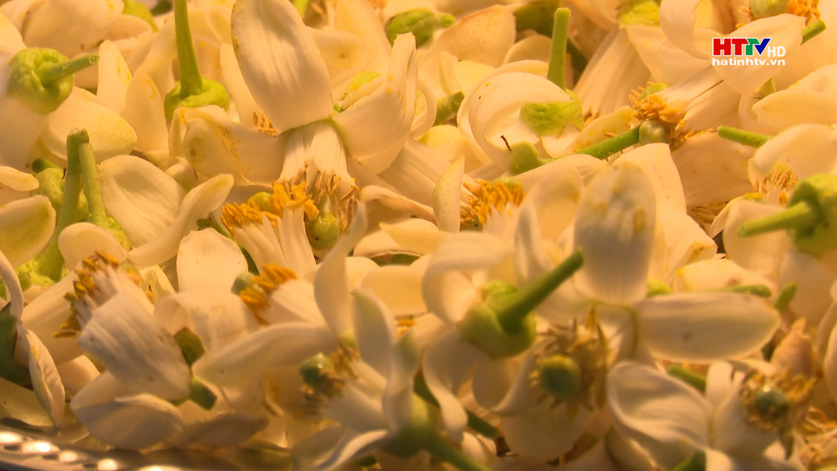 Hong hoa nâng cao hiệu quả thụ phấn cho cây bưởi
