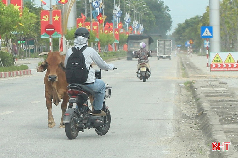 Thả rông gia súc trên đường, rình rập hiểm nguy tai nạn giao thông