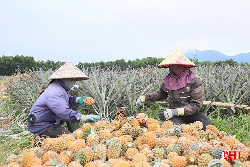 Lĩnh vực nào “chiếm sóng" tín dụng ở Hà Tĩnh?