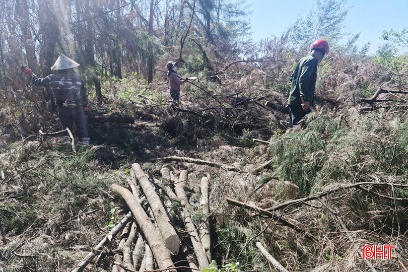 Tập trung tận thu, chăm sóc rừng phi lao phòng hộ ven biển