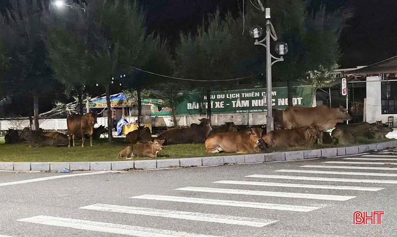 Đàn bò “lạc” trong Khu du lịch Thiên Cầm