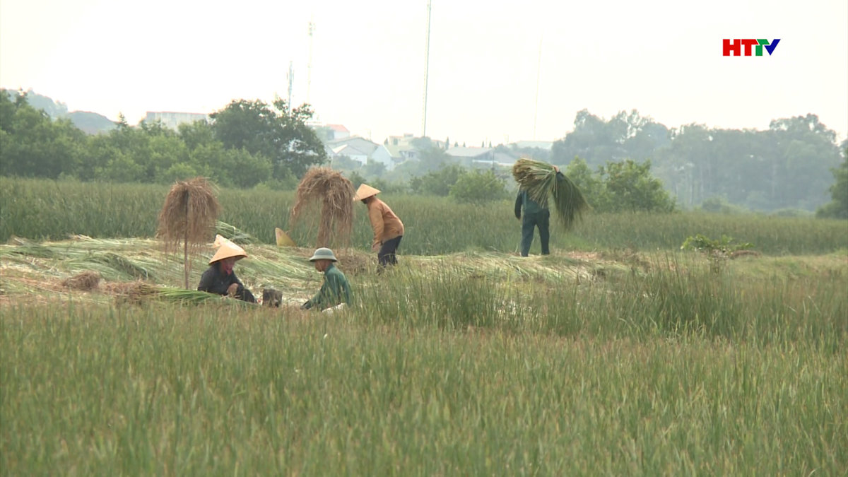 Dân "ốc đảo" Hồng Lam giữ nghề trồng cói