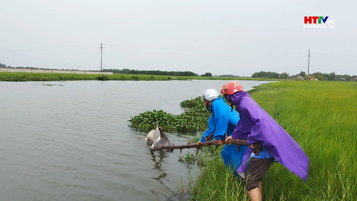 Gần 1 tạ lợn chết trôi nổi trên sông Bình Hà