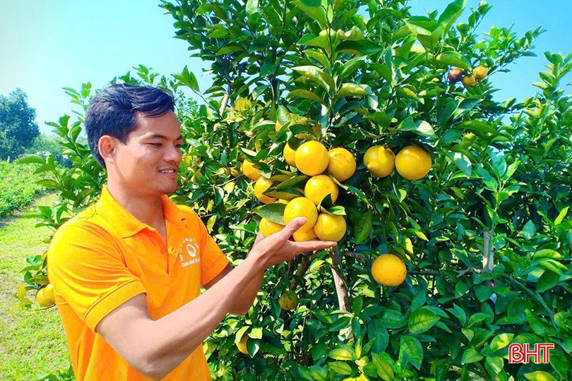 Cam Thượng Lộc được mùa, được giá