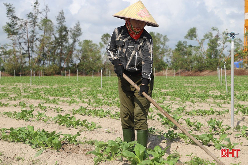 Nông dân Hà Tĩnh tăng tốc gieo trồng, phủ kín vụ đông