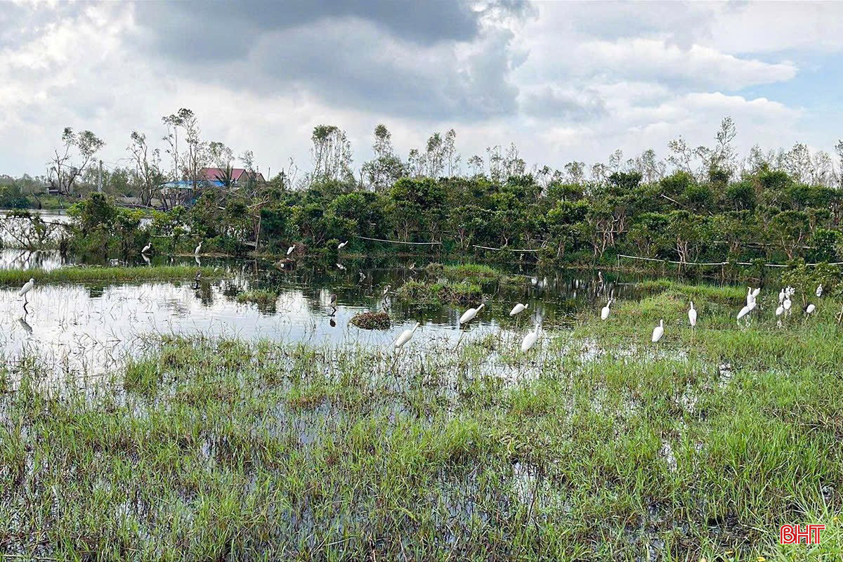 Tái diễn tình trạng săn bắt chim trời ở Đồng Tiến