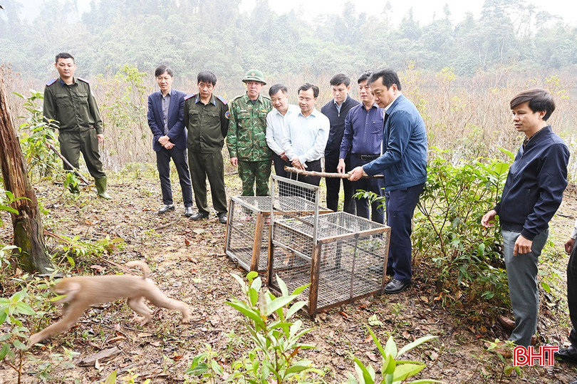 Thả 12 cá thể động vật quý hiếm về rừng tự nhiên Vườn Quốc gia Vũ Quang