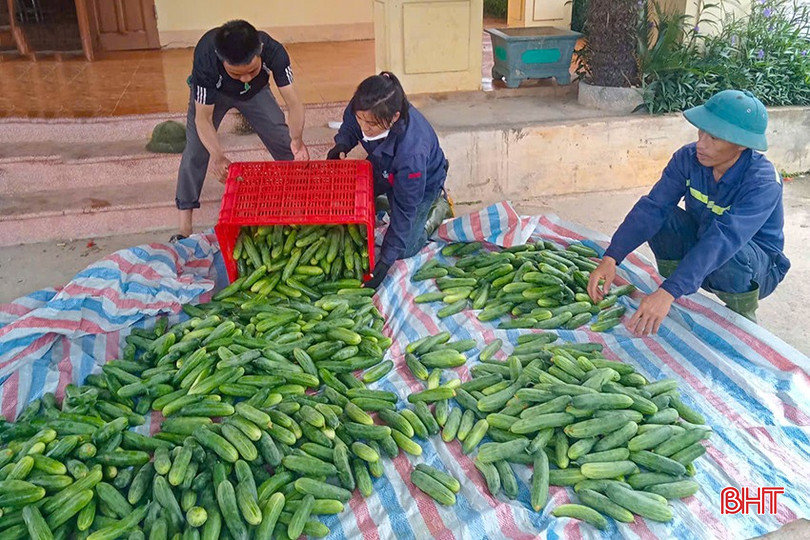 Vụ đông 2025, Hà Tĩnh chú trọng phát triển cây trồng hàng hóa