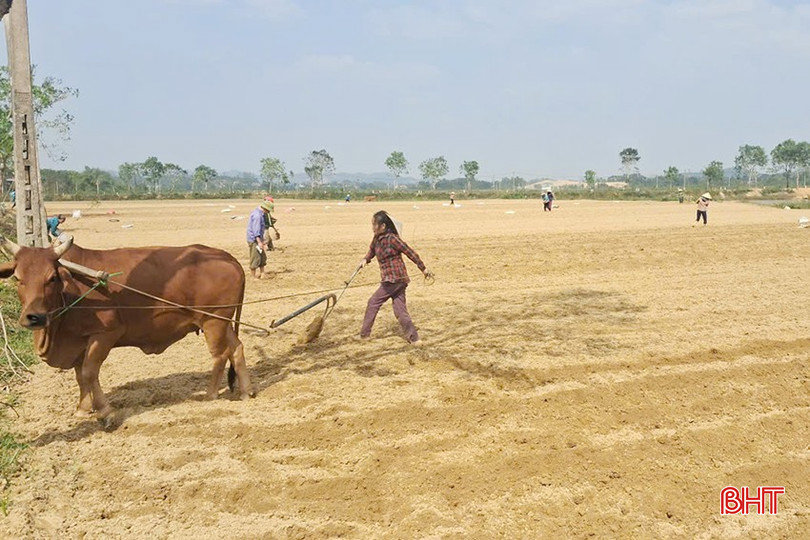 Mai Hoa xuống giống hơn 16 ha ngô liên kết