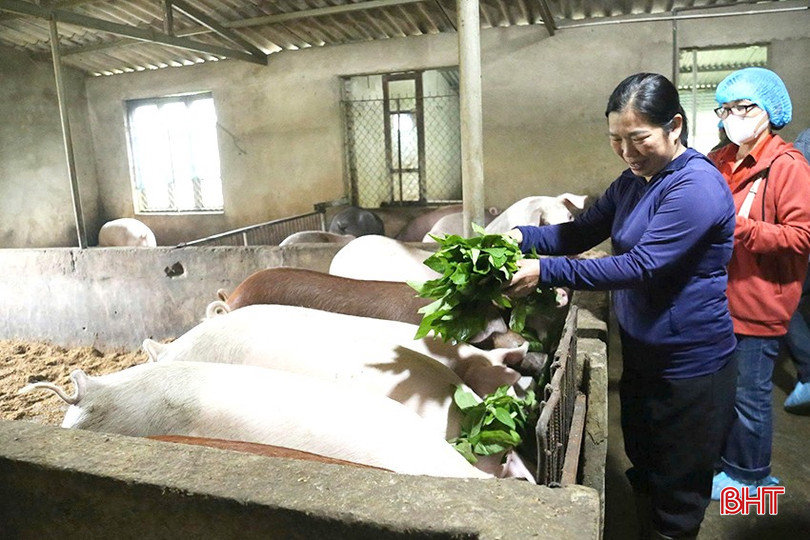 Bí quyết chăn nuôi an toàn giữa dịch tả lợn châu Phi hoành hành