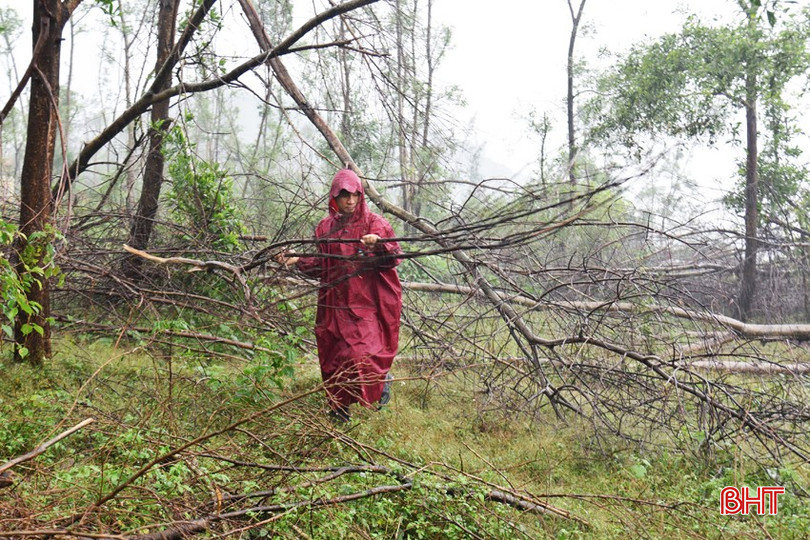 Sau bão, nhiều diện tích rừng trồng nguy cơ biến thành củi khô