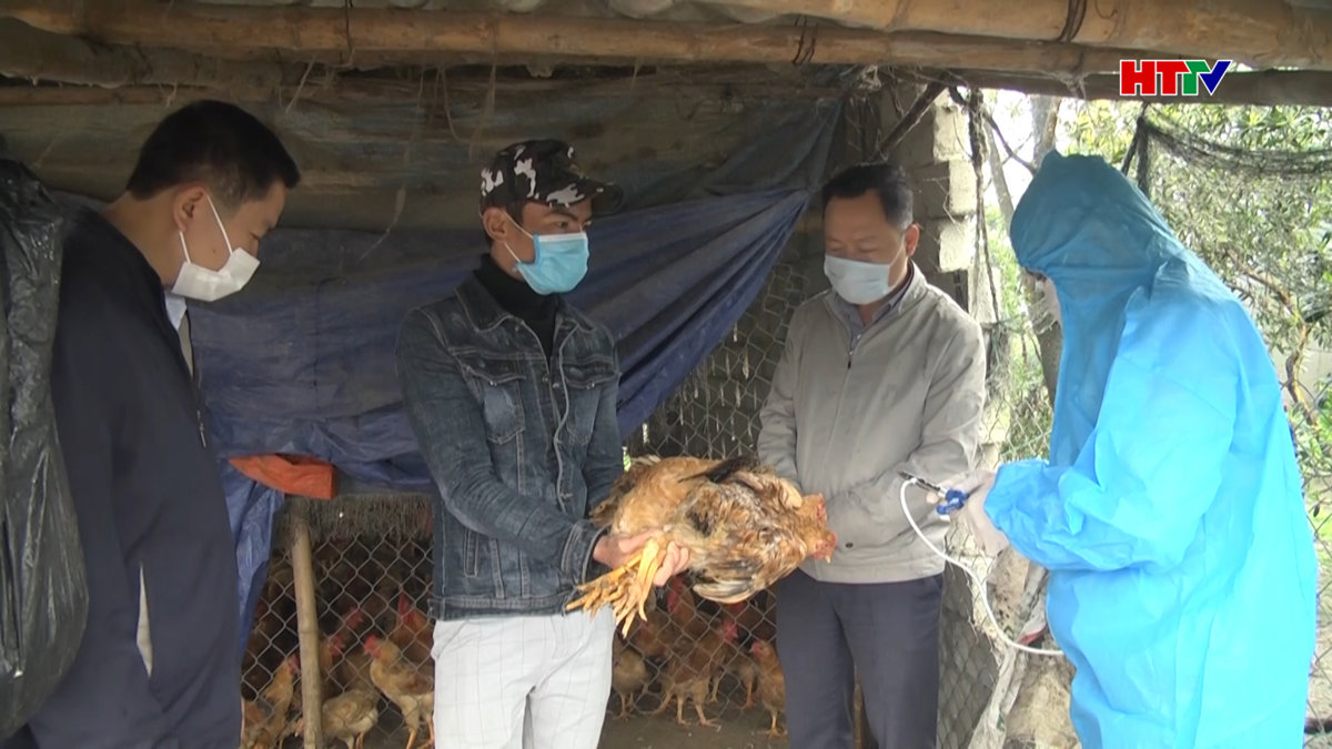 Virut Cúm H5N6 bùng phát trên đàn gia súc, gia cầm tại xã Thạch Văn