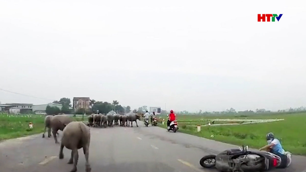 Thả rông trâu bò trên đường, ẩn họa khôn lường.