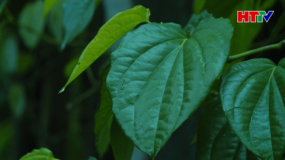 Trầu không "Tiến vua" đắt hàng mùa Tết