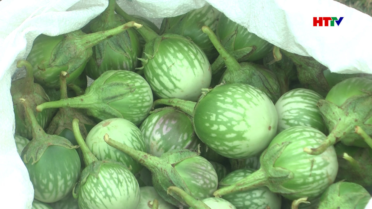 Cà dừa cây trồng mới trên đồng đất Thượng Lộc