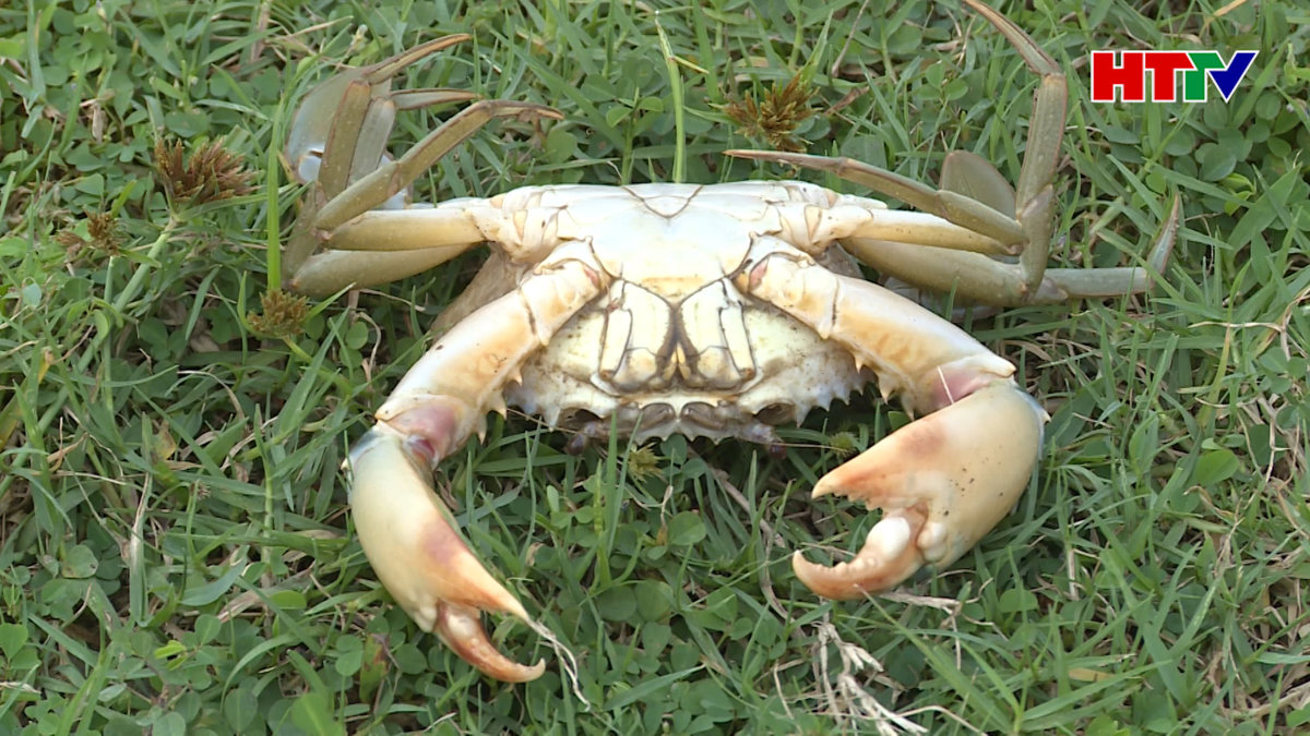 Tôm, cua chết hàng loạt, nhiều hộ dân ở Nghi Xuân trắng tay