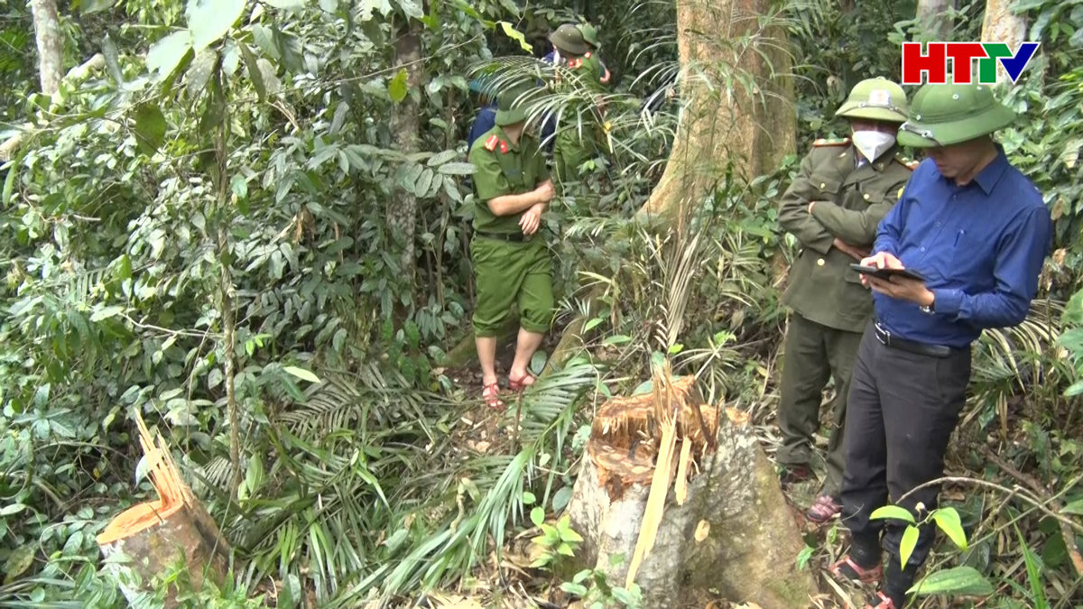 Hương Khê vào cuộc kiểm tra, xác minh chặt phá rừng