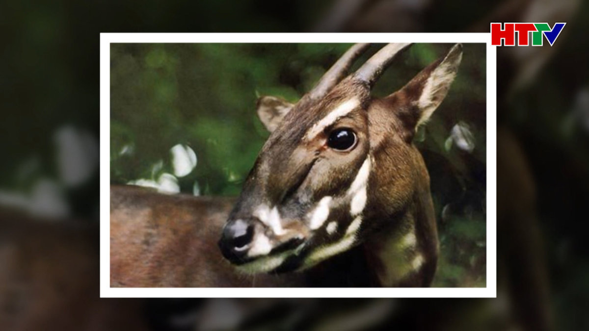 Sao la - Linh vật SEA Games 31