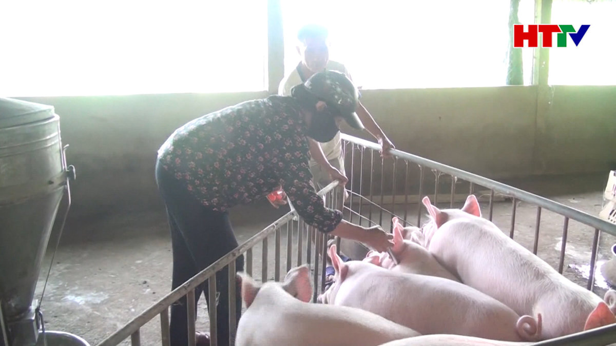 Dịch tả lợn Châu Phi xuất hiện nhiều ở hộ chăn nuôi nhỏ lẻ