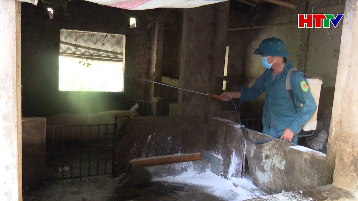 4 địa phương ở Hà Tĩnh đang có dịch tả lợn Châu Phi