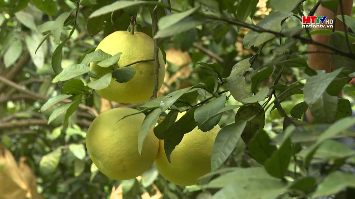 Hương Khê bước vào mùa thu hoạch Bưởi