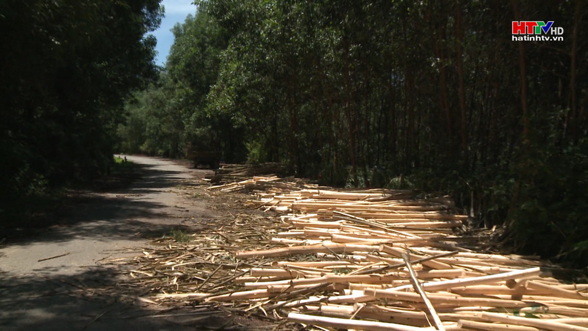 Giải pháp nào để quản lý rừng bền vững?