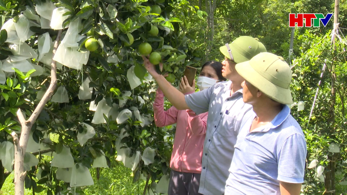 Nhân rộng mô hình sản xuất cam theo hướng hữu cơ