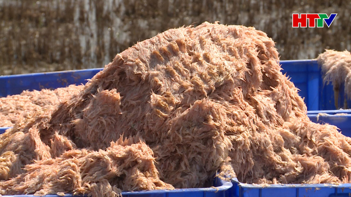 Ngư dân Cẩm Lộc trúng đậm ruốc biển