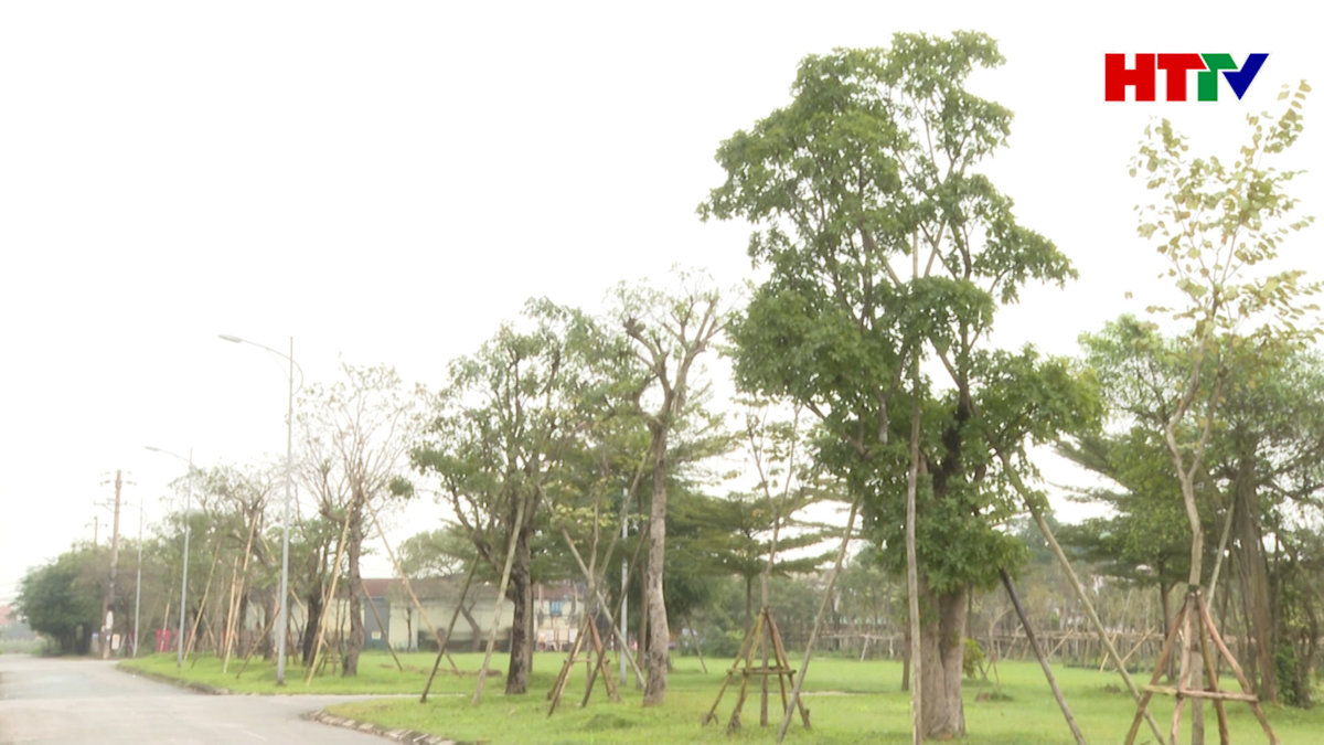 TP. Hà Tĩnh có thêm hàng chục nghìn cây xanh