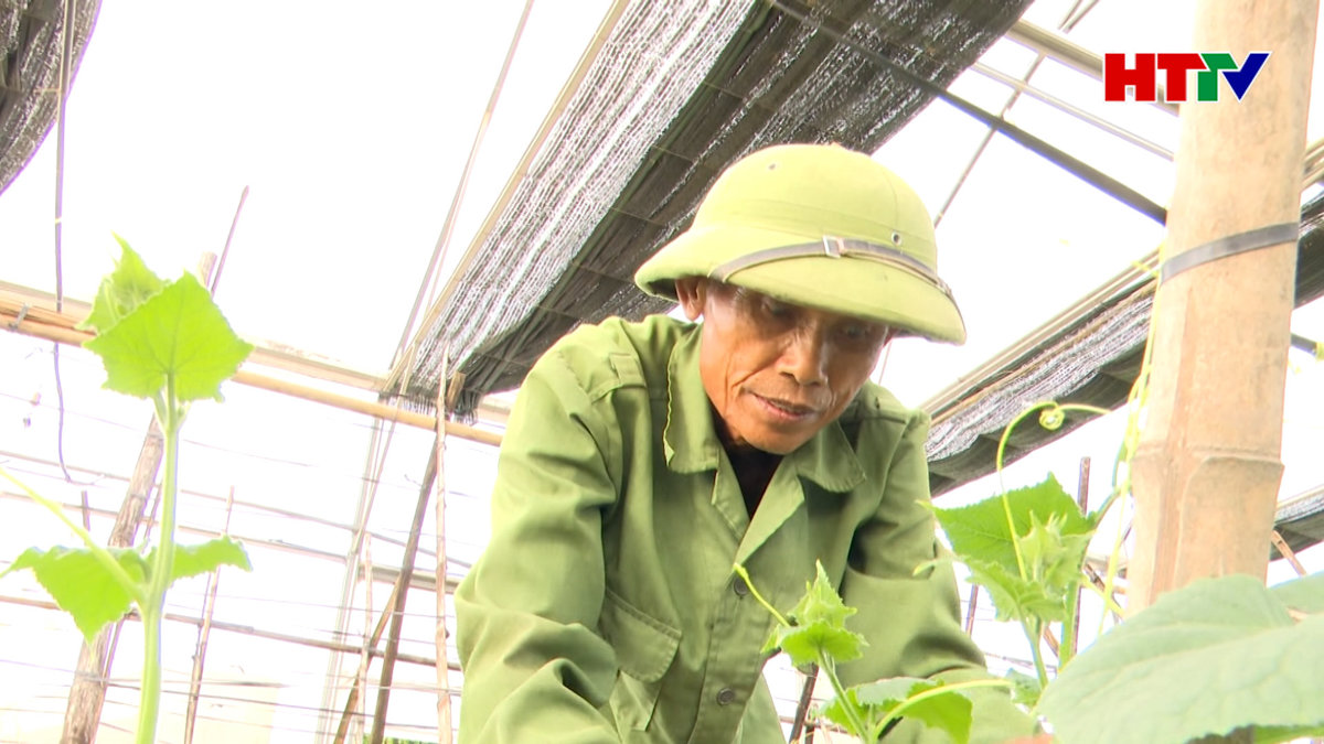 Khó phát triển diện tích rau Vietgap