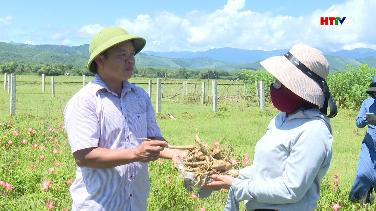 Trồng cây dược liệu, hướng đi mới trong sản xuất nông nghiệp