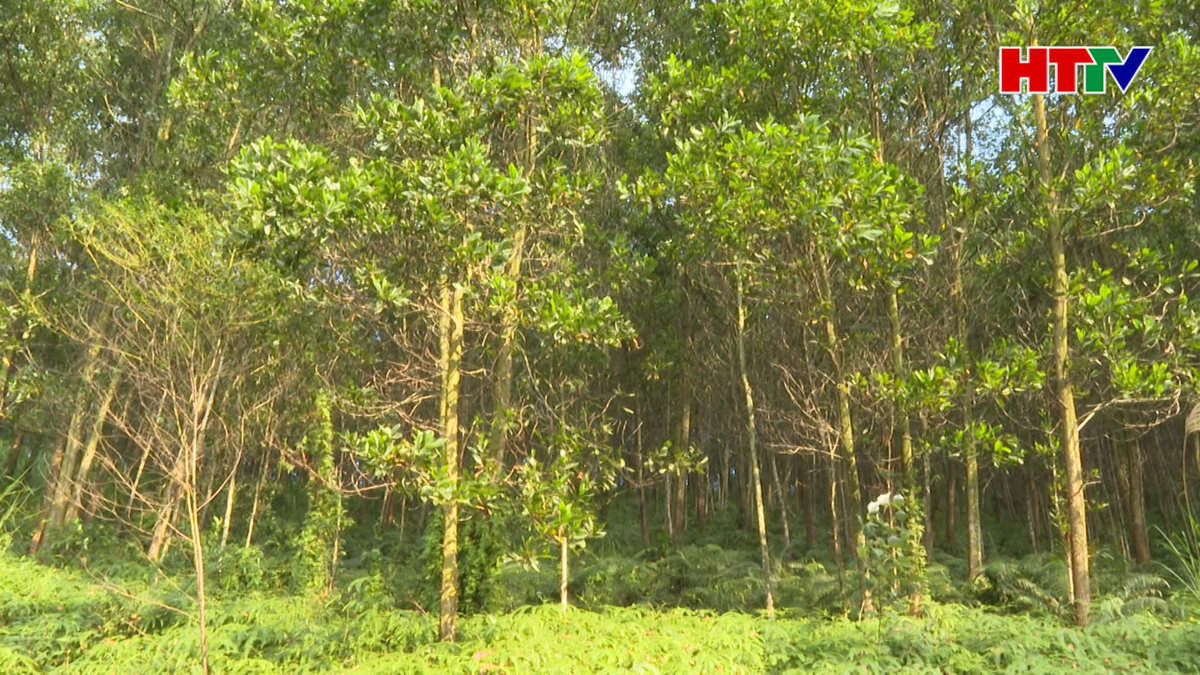 Người trồng rừng bất an khi nguyên liệu giảm giá, đối tác ngừng thu mua