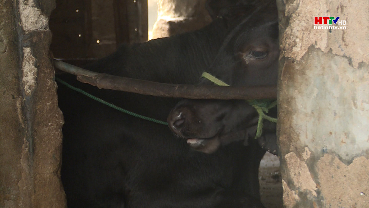 Bệnh viêm da nổi cục tái diễn tại Lộc Hà