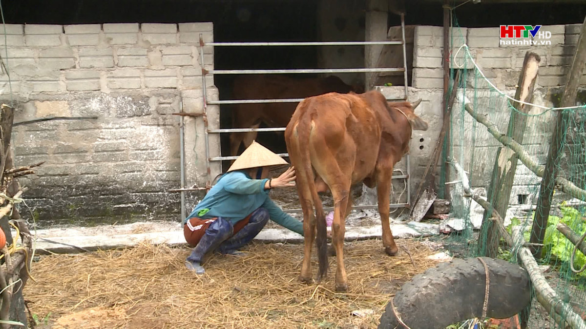 Bùng phát dịch lở mồm long móng tại xã Kỳ Lợi