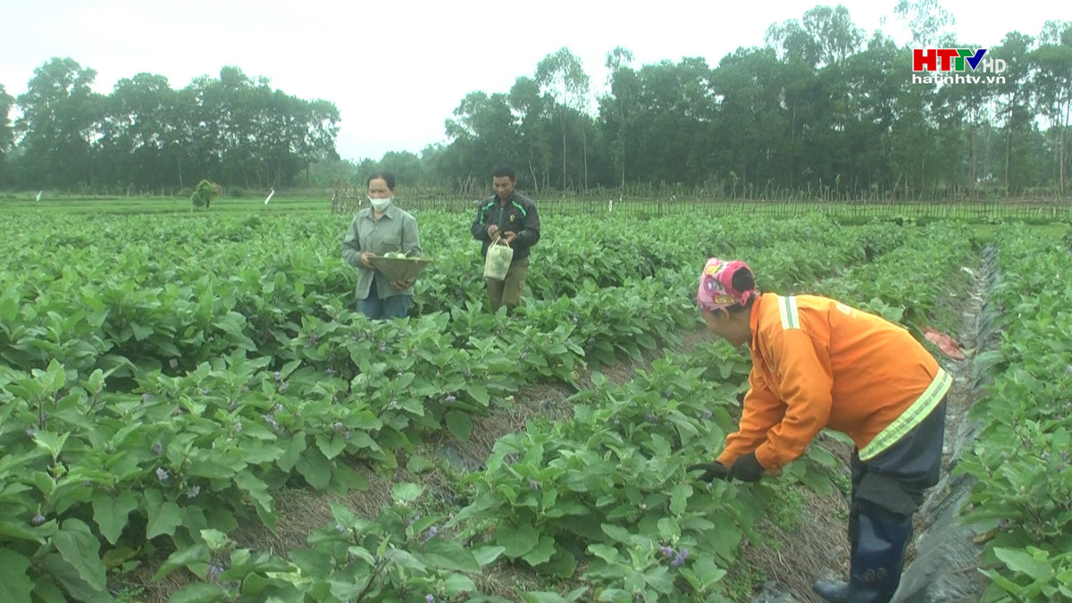 Cà dừa Thượng Lộc được mùa, được giá