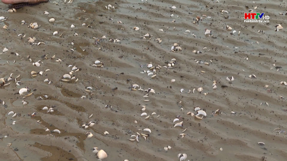 Xác định nguyên nhân Ngao chết