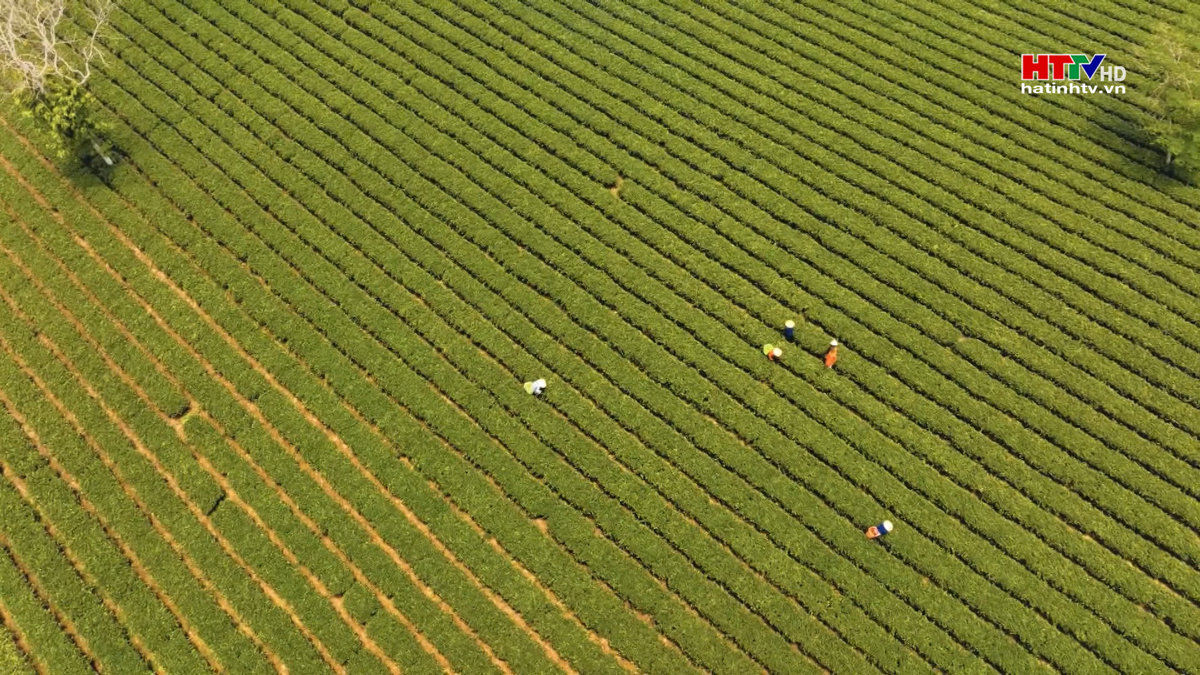 Mô hình du lịch cộng đồng làng Chè, Sơn Kim 2