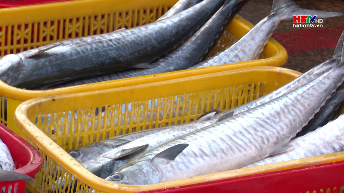 Sản lượng thủy sản 6 tháng đầu năm đạt trên 50% kế hoạch