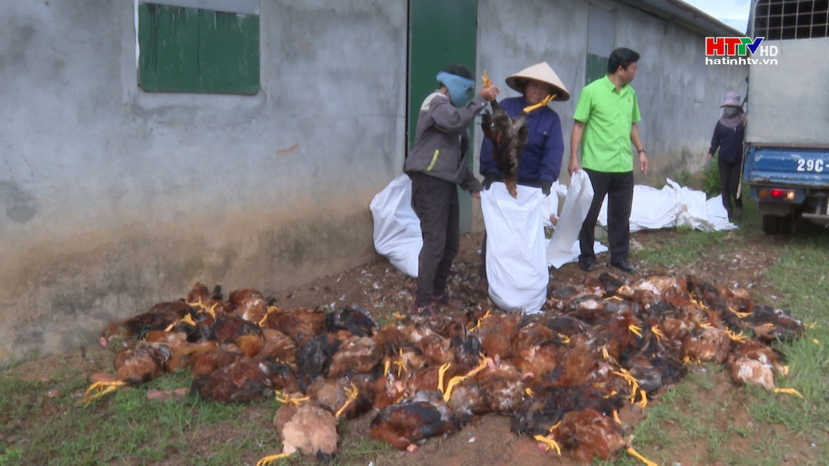 Chập điện: Một trang trại ở Hương Khê thiệt hại gần 9.000 con gà