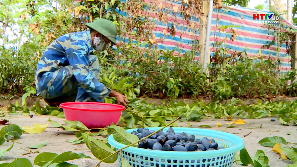 Người dân Hương Sơn bước vào vụ thu hoạch trám đen