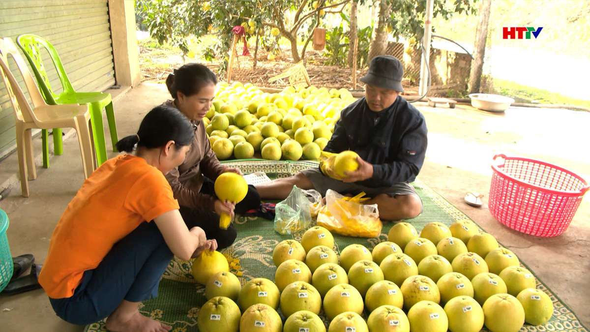 Bưởi Phúc Trạch chín rộ, nông dân tập trung thu hoạch