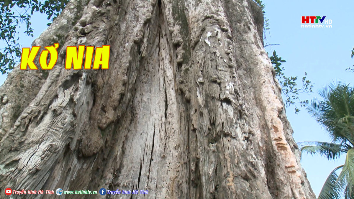 Những cây Kơ-nia hàng trăm năm tuổi ở Hà Tĩnh || Chuyển động đời thường