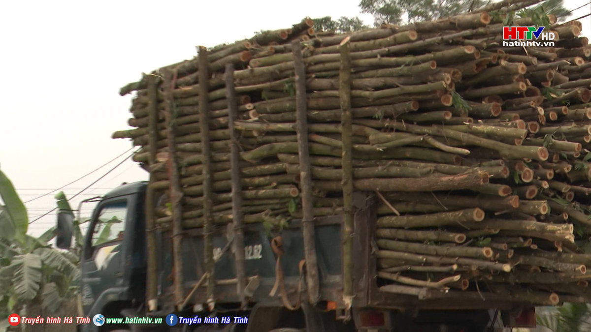 CHÔNG CHÊNH NHỮNG CHUYẾN XE CHỞ GỖ KEO