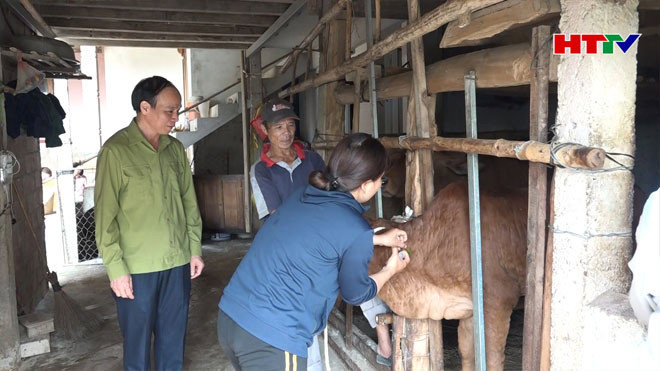 Tăng cường phòng, chống bệnh viêm da nổi cục trên trâu, bò