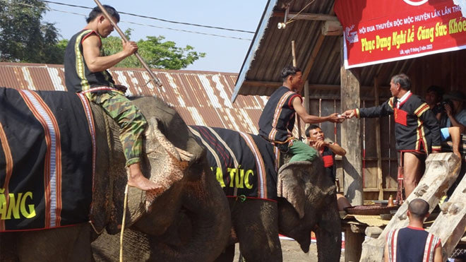 Độc đáo lễ cúng sức khỏe cho voi