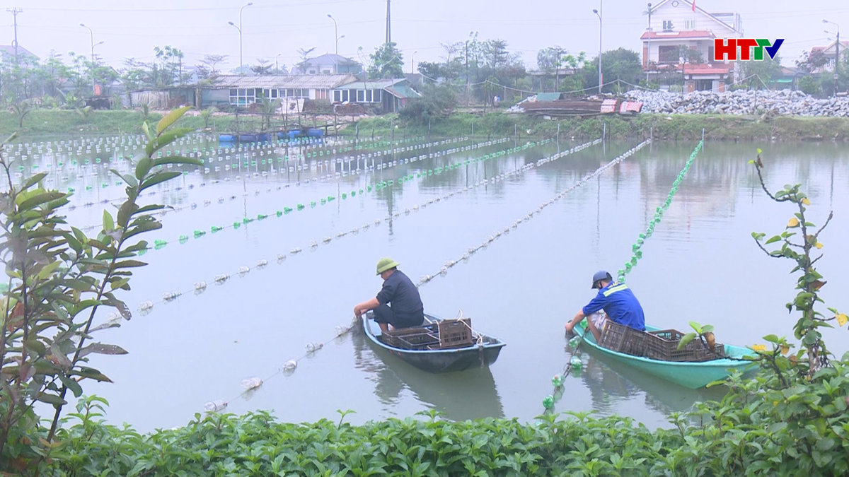 Thí điểm nuôi trai lấy ngọc tại thành phố Hà Tĩnh